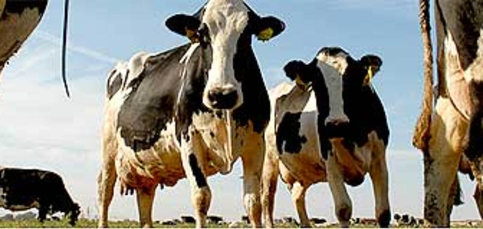 По всей стране обесценилось молоко