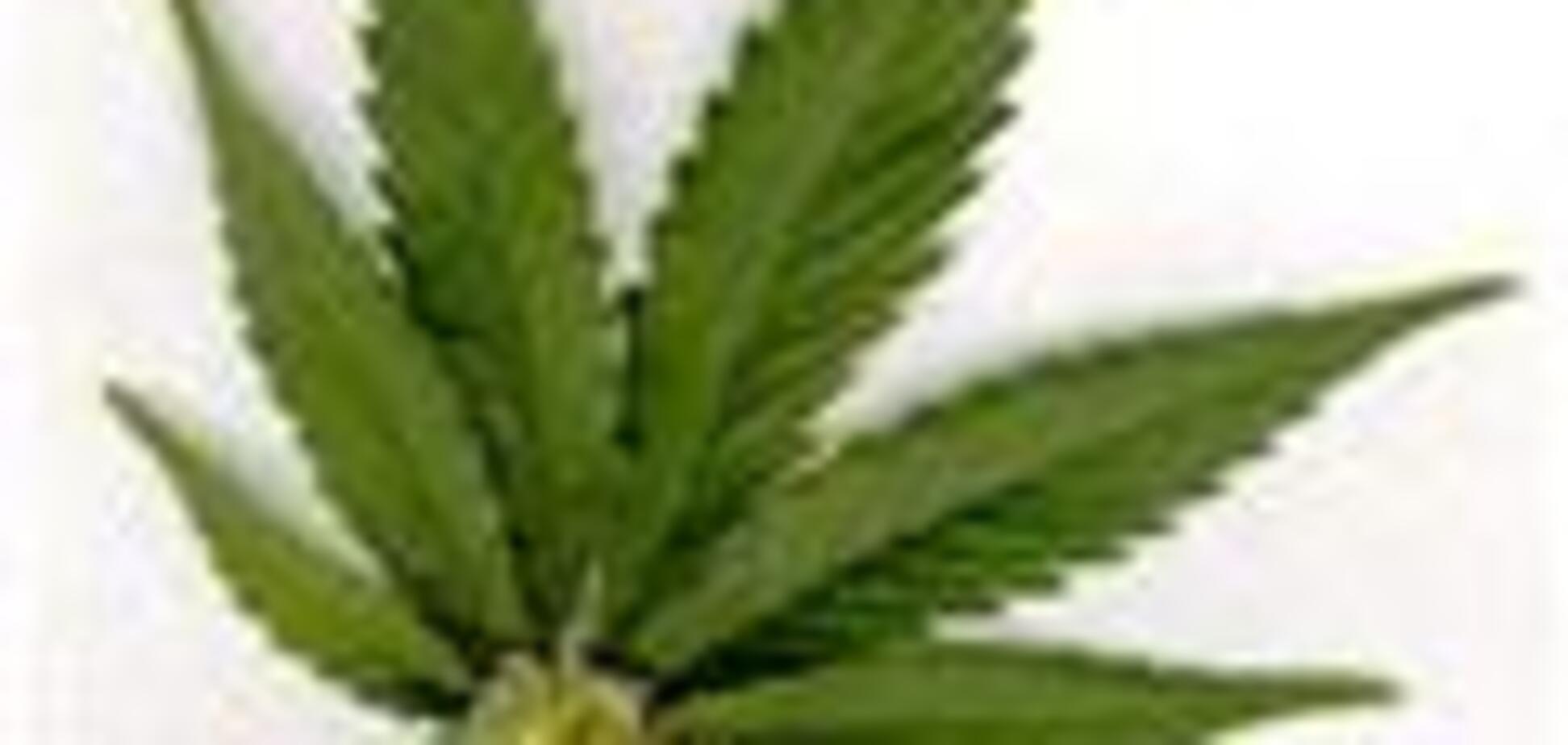 В Бразилии запретили «марш марихуаны»