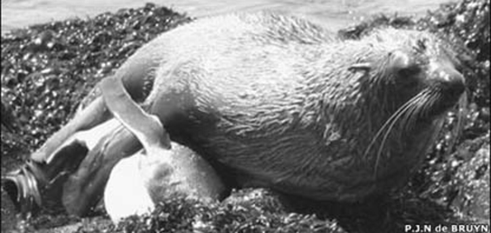 Куда катится этот мир? Тюлень пытался изнасиловать пингвина