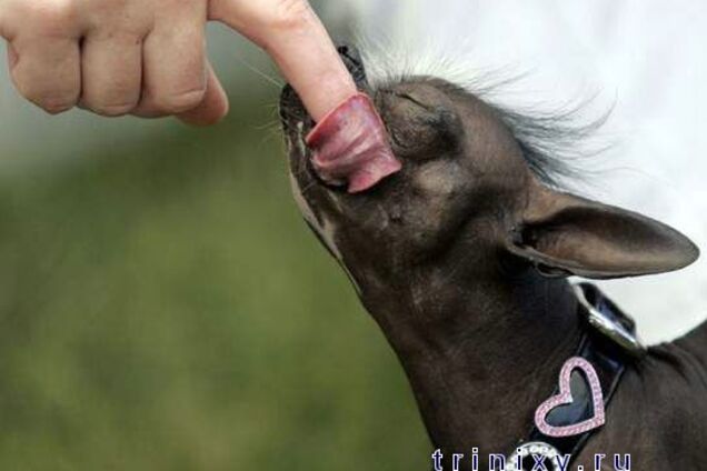 Самая уродливая собака - 2008