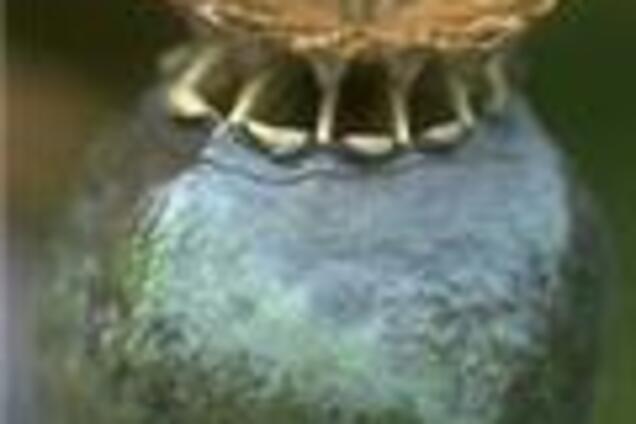 «Талибан» зарабатывает на опиуме $100 млн в год