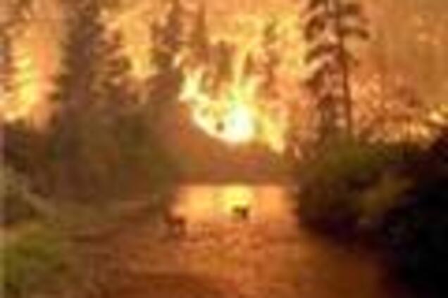 В Греции бушуют лесные пожары