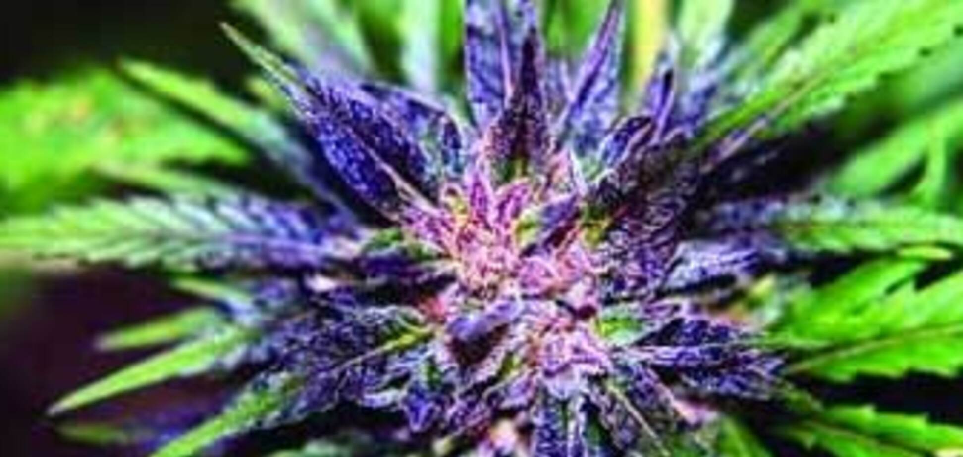 Миллиардер США торговал наркотиками