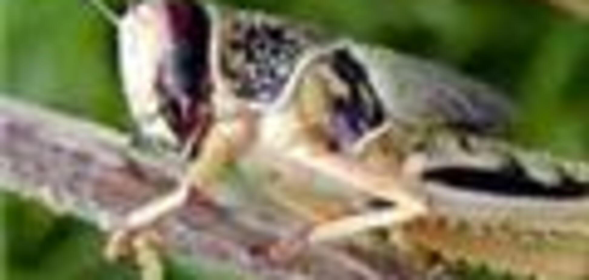 Дагестан атакували полчища сарани