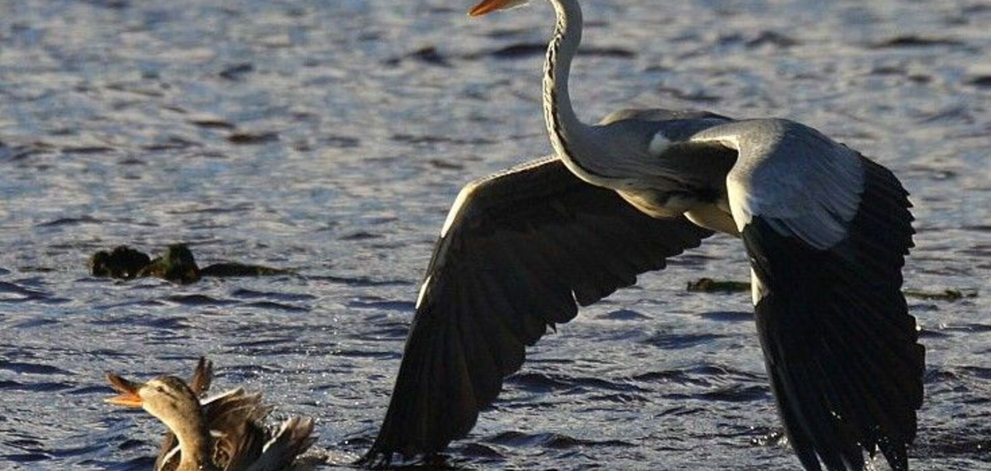 Киднеппинг в дикой природе