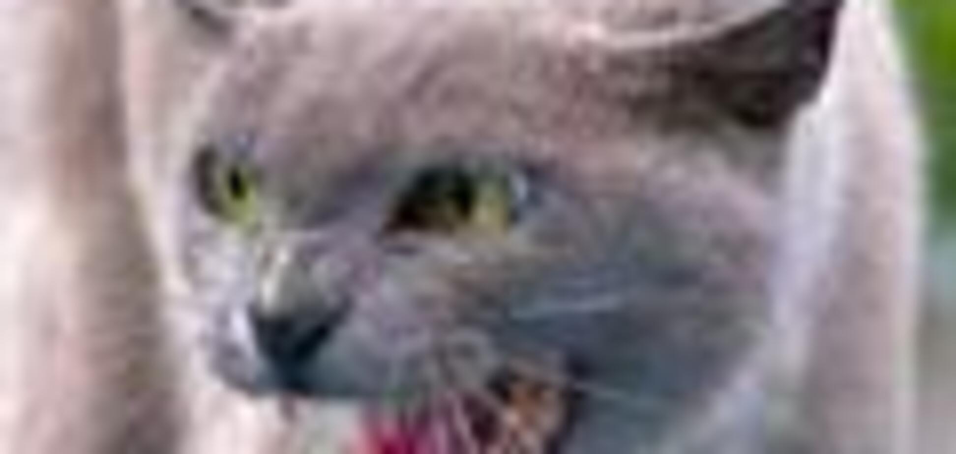 Скажена кішка покусала двох на Вінничині