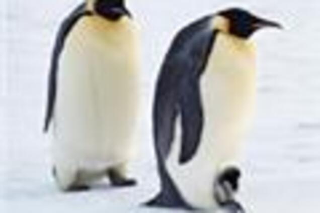 Бразильські пляжі атакували пінгвіни