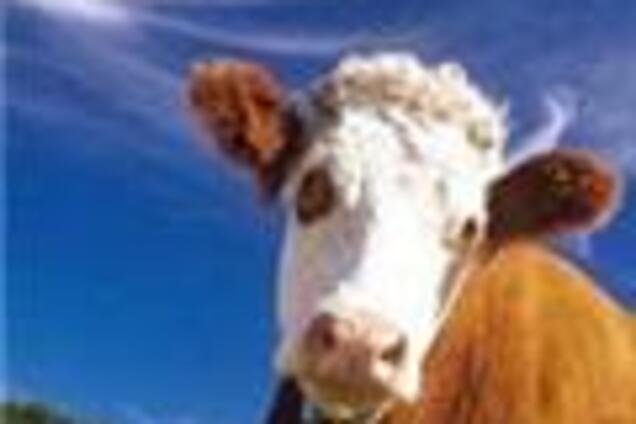 Литвин і Порошенко показали приклад доїння корів