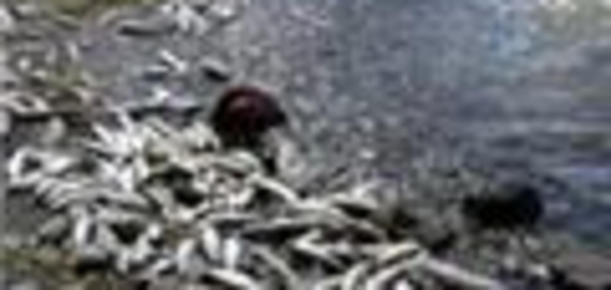 В Днепре растет число мертвой рыбы