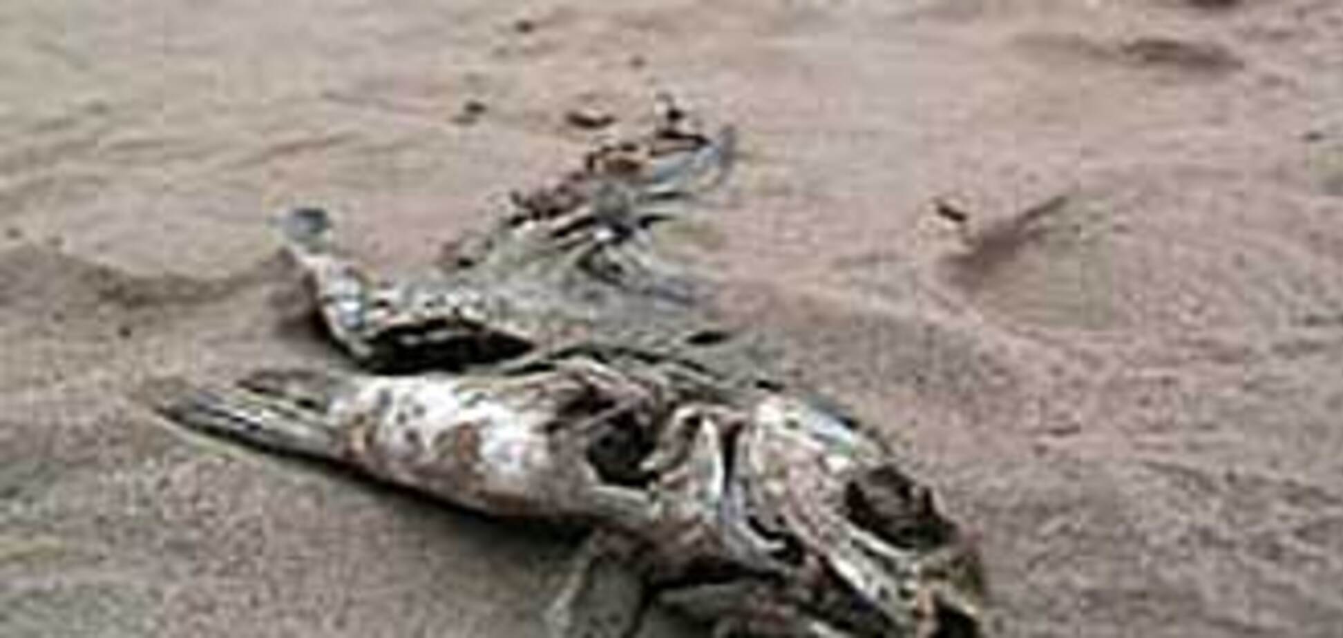 ЧП в Каховском водохранилище: вода красная, рыба мертвая