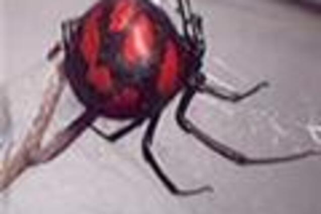 Отруйні павуки покусали чотирьох жителів Херсона