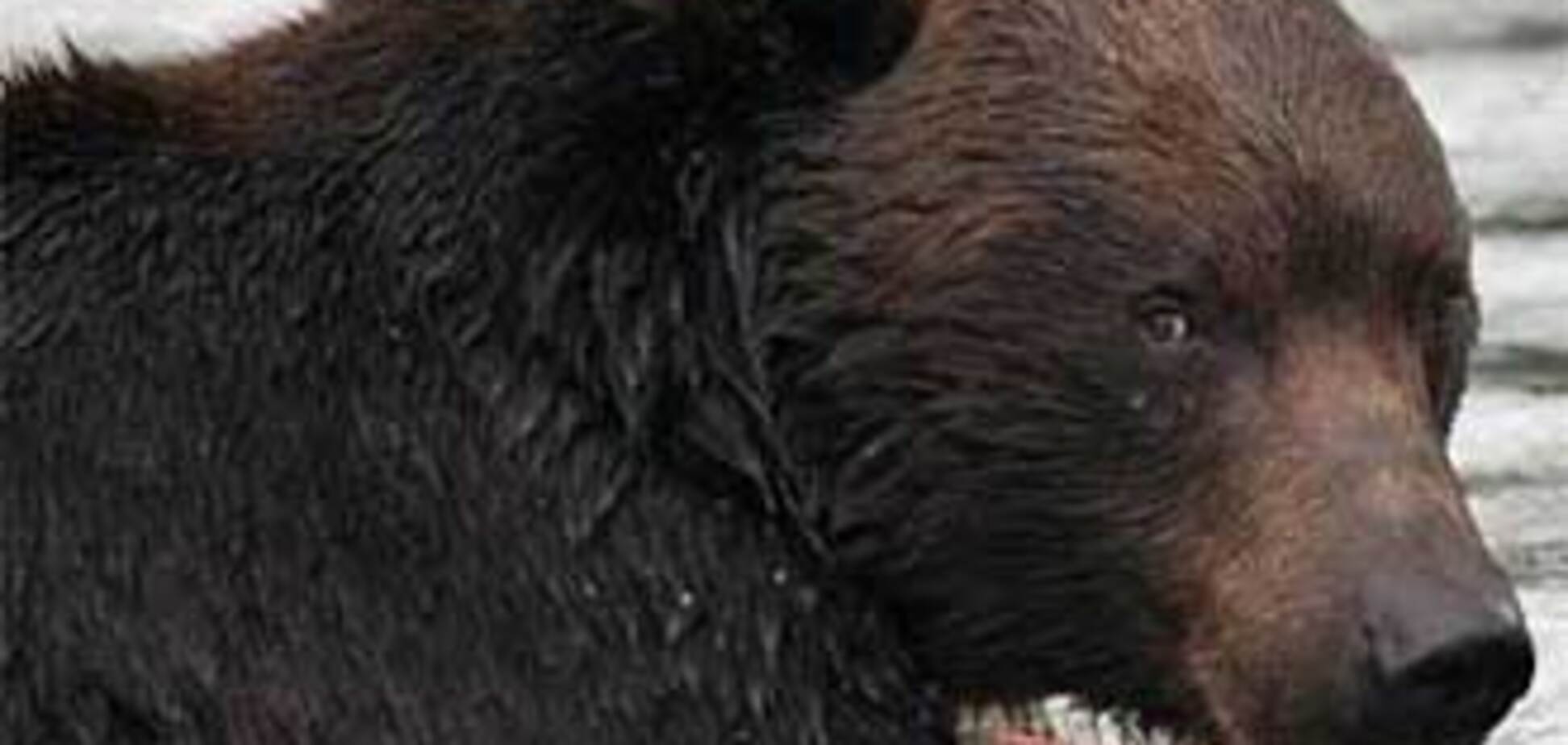 Сім'я з трьох осіб втекла від ведмедя