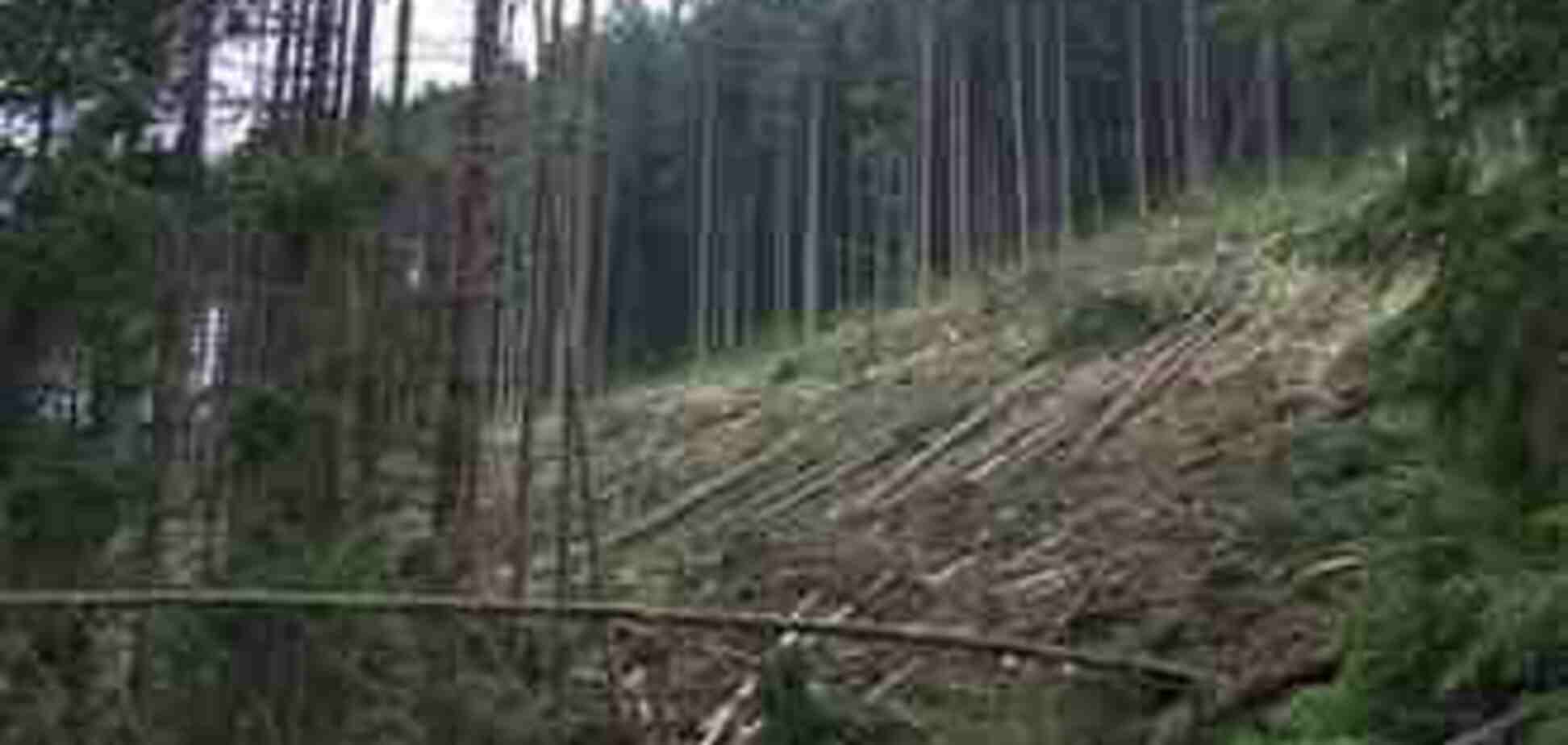 Вирубка карпатських лісів загрожує новими повенями