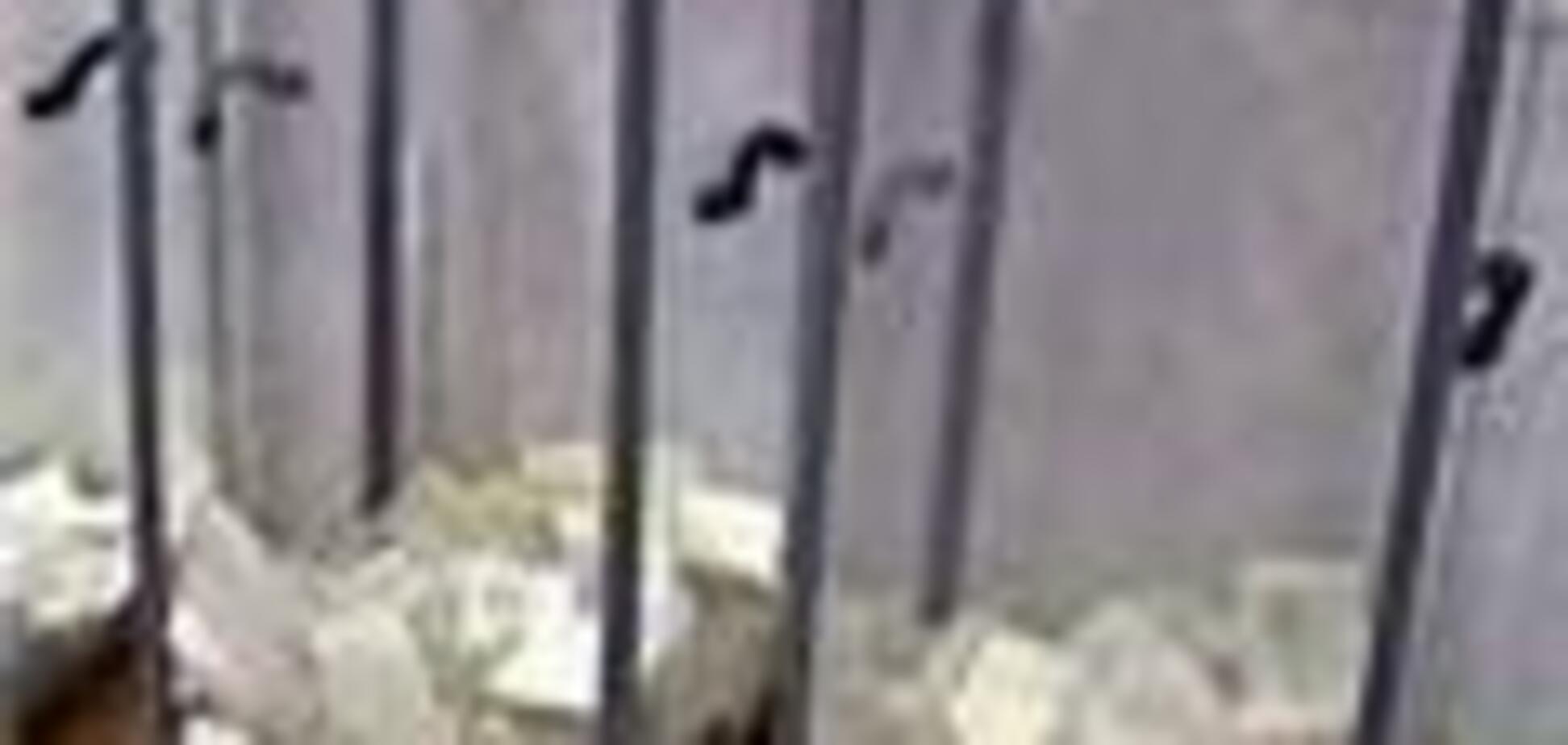 В Минск на выборы прибыли 700 наблюдателей