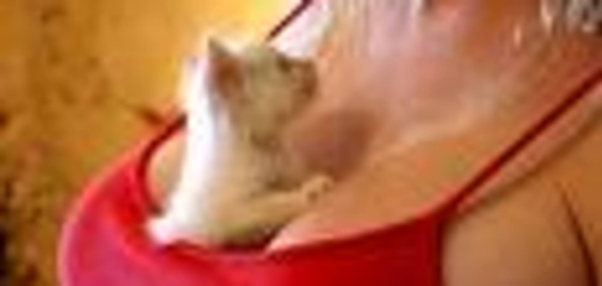 Шуво (Shauvon) - газетный редактор с выдающимися формами