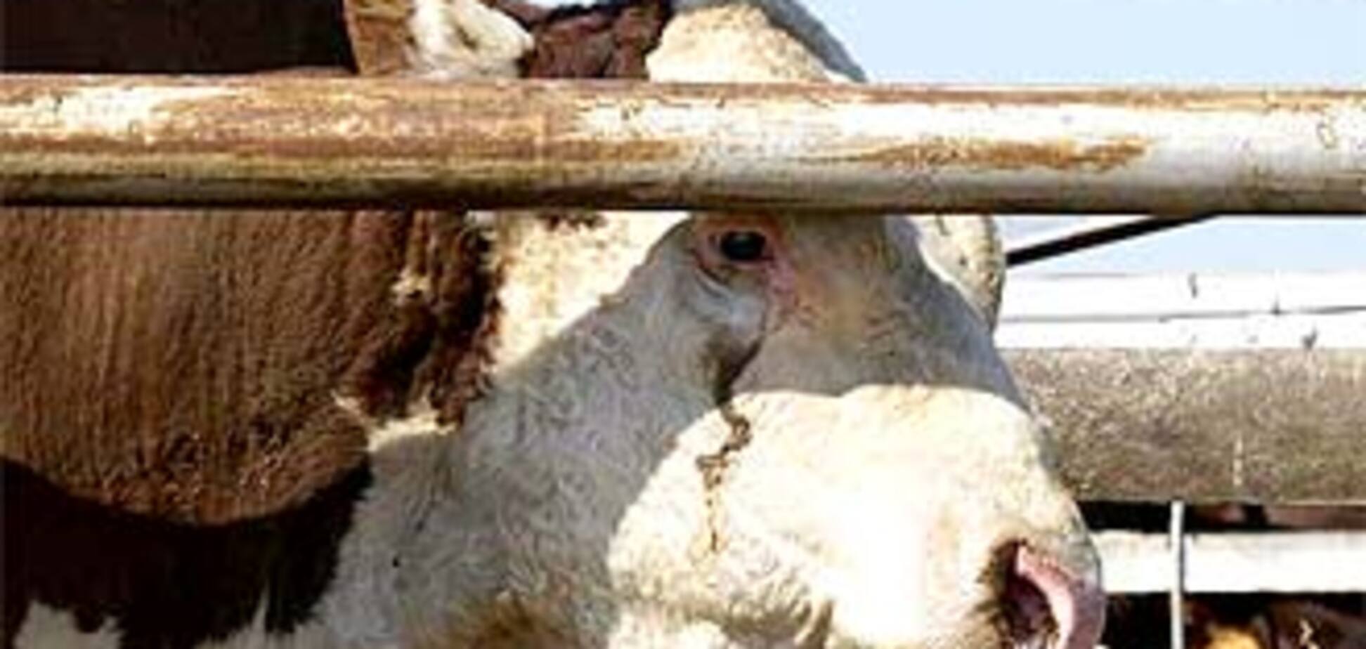 Преступный трафик бычьей спермы