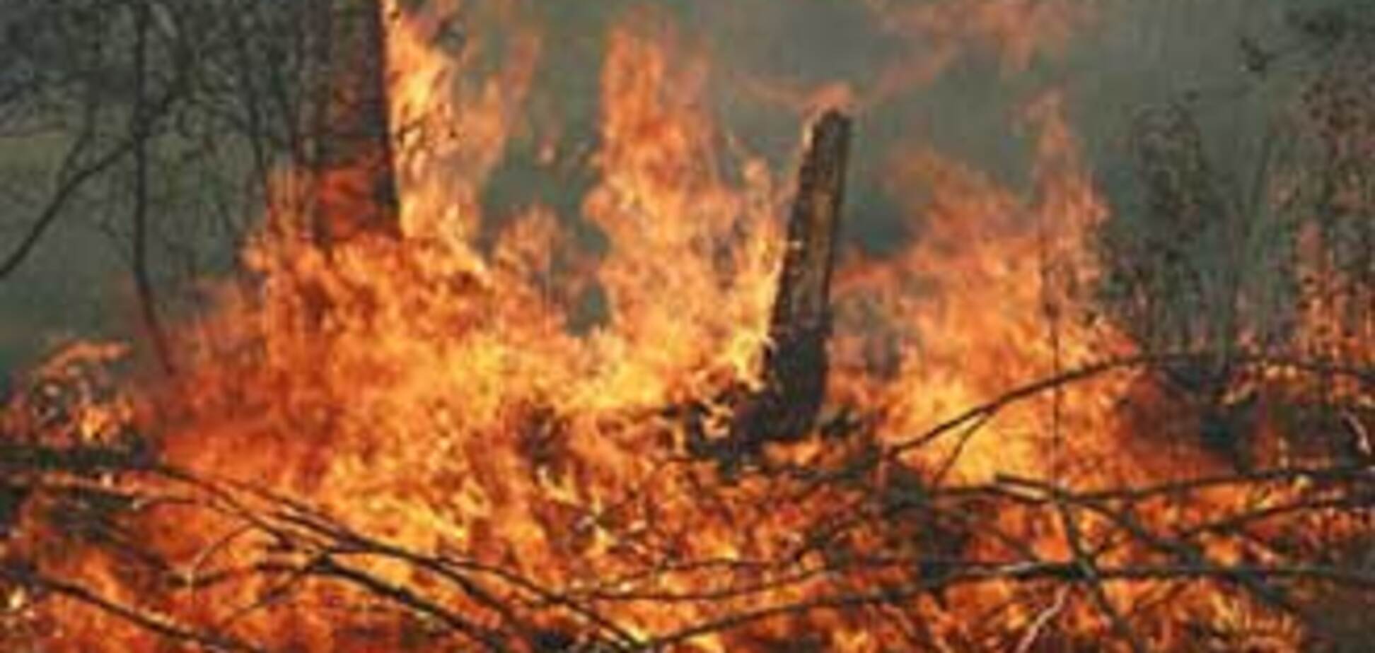 В Харькове сгорел лес