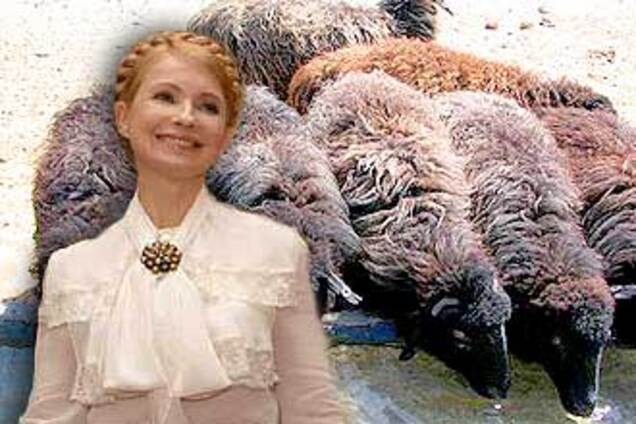 Тимошенко наденет шубу из каракульчи