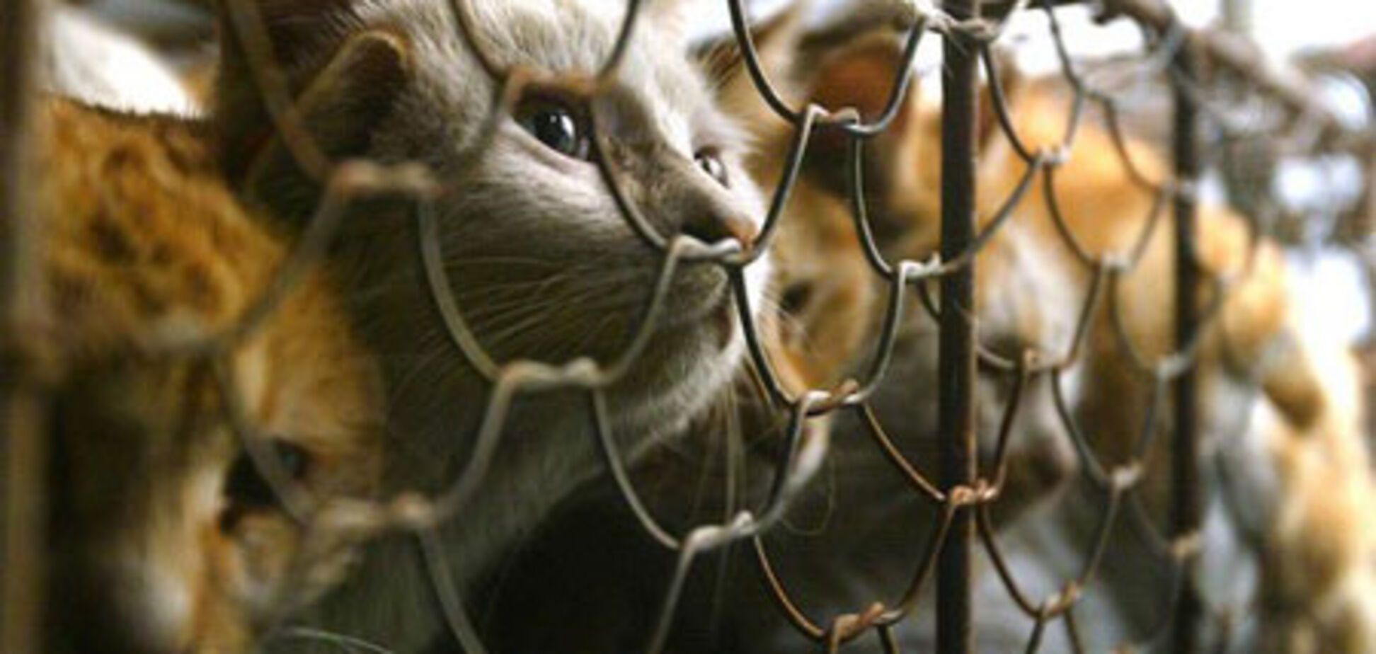 Китайцы добиваются исключения кошек из рациона