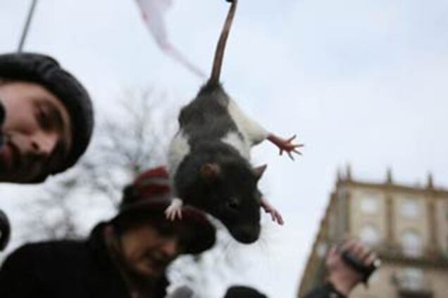 Корчинский спас от смерти 450 крыс. ВИДЕО