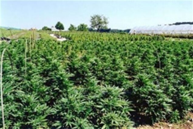 Швейцарские полицейские обнаружили крупную плантацию конопли с помощью Google Earth