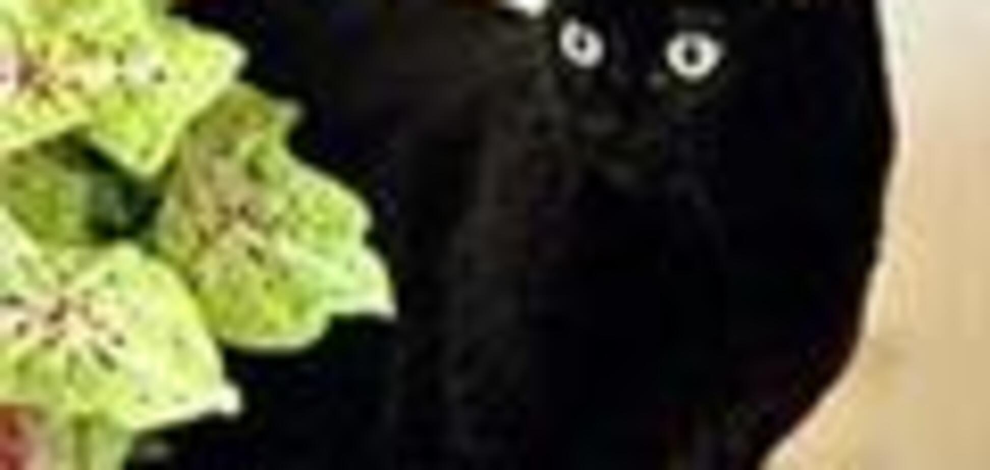 Умерла первая кошка США