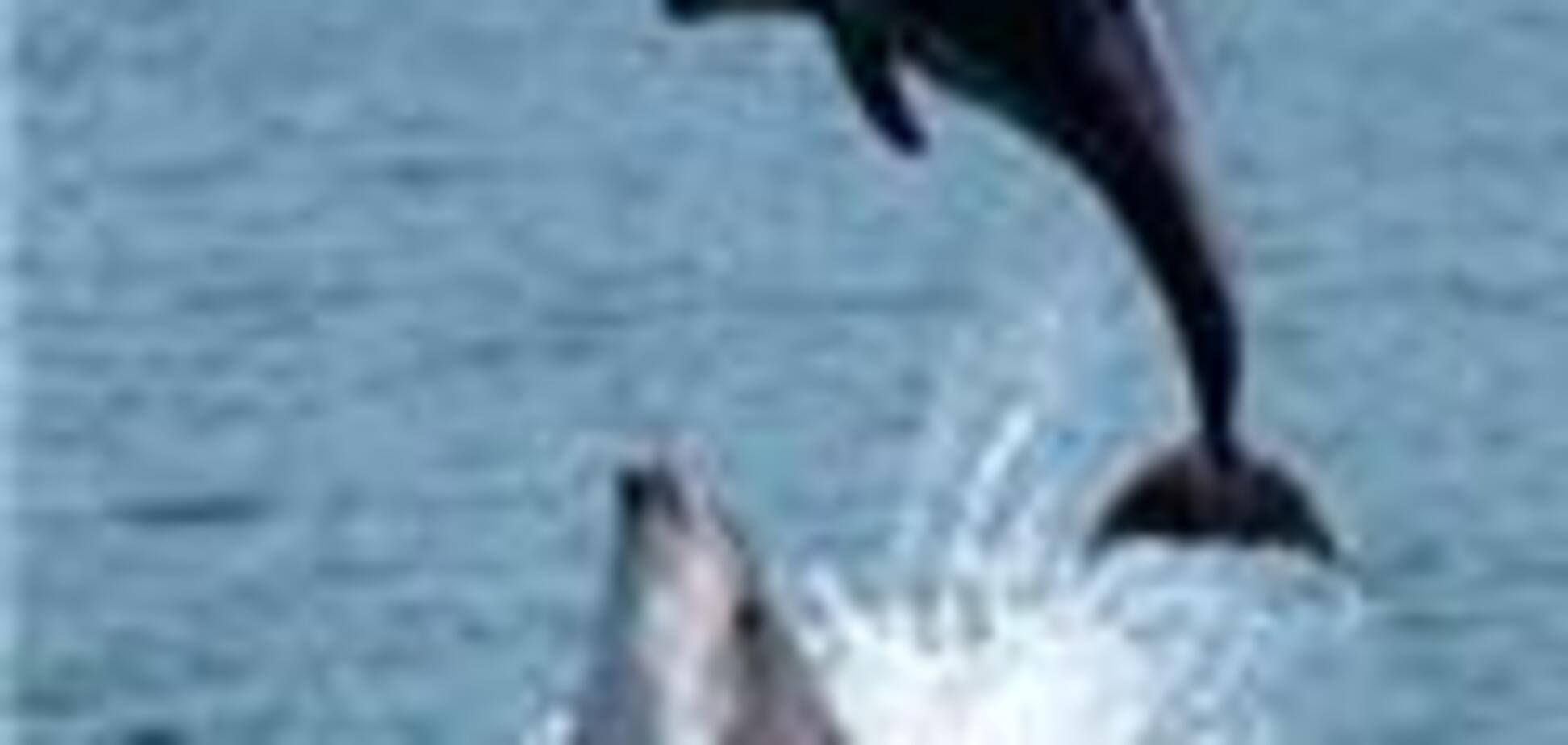 Три дельфіна опинилися в центрі міжнародного скандалу