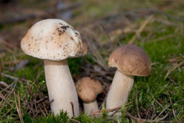 На Черкасщине 5 человек отравились грибами