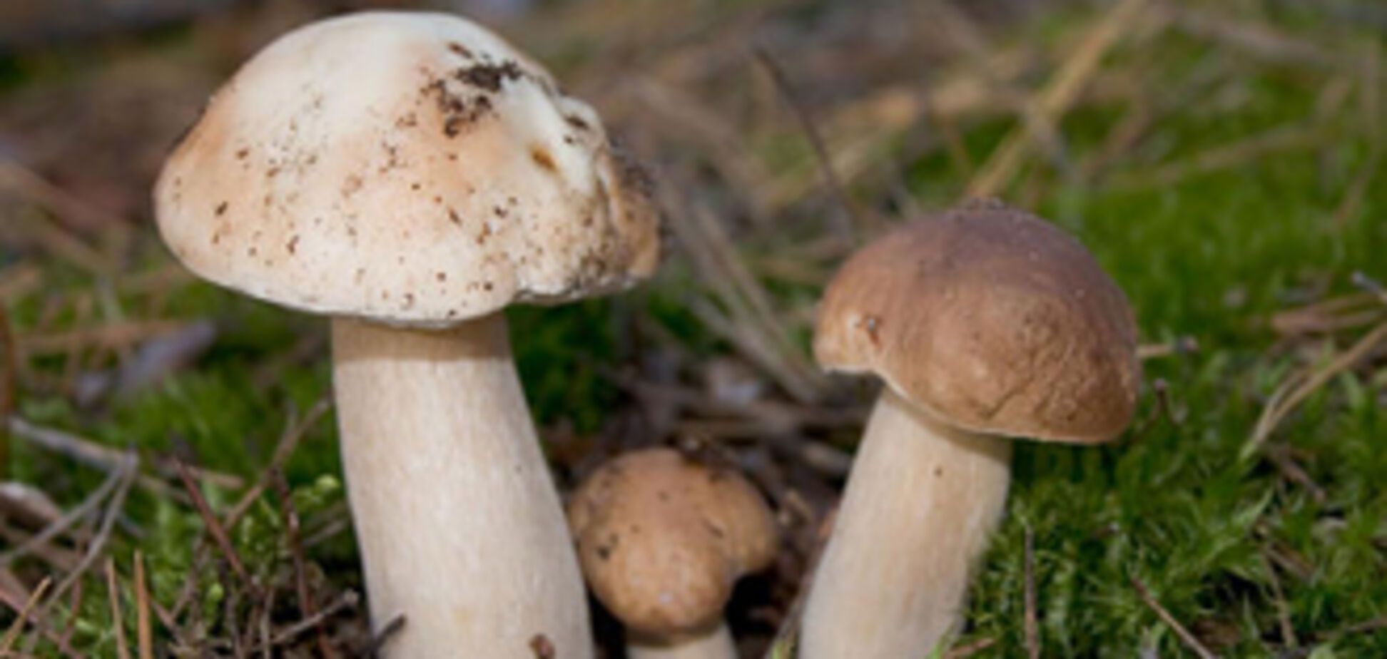 На Черкащині 5 людей отруїлися грибами