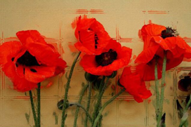 В Черкассах накрыли производителей опия