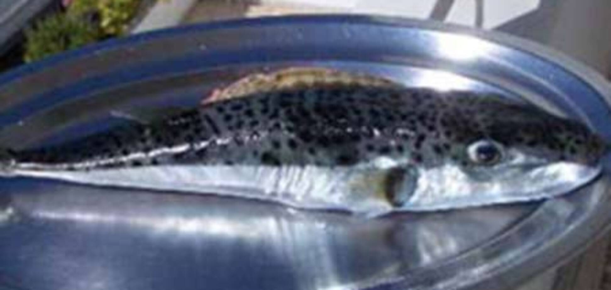 Опубликован список самой опасной экзотической еды