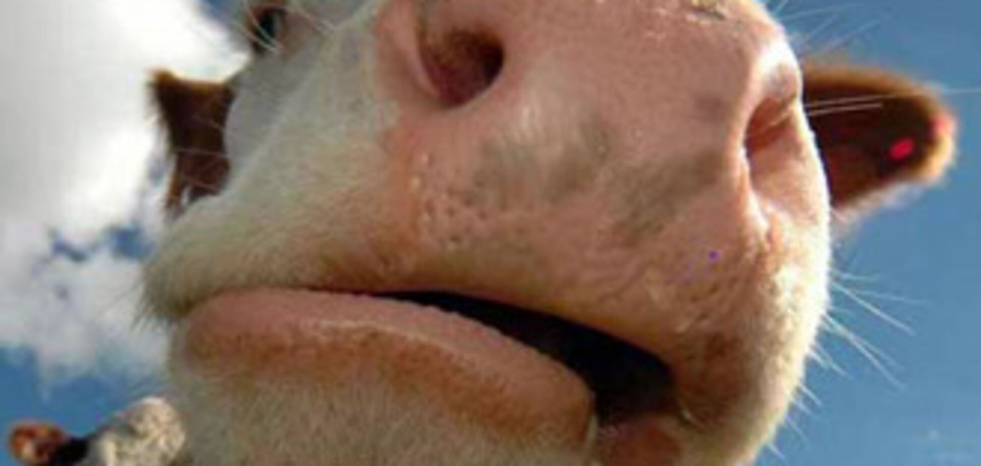 Корова збила з рейок туристичний потяг