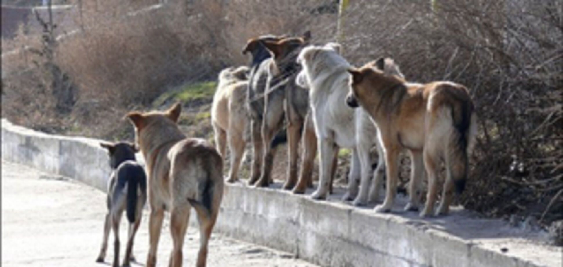 Милиция не верит, что 7-летнюю малышку исполосовали ножом