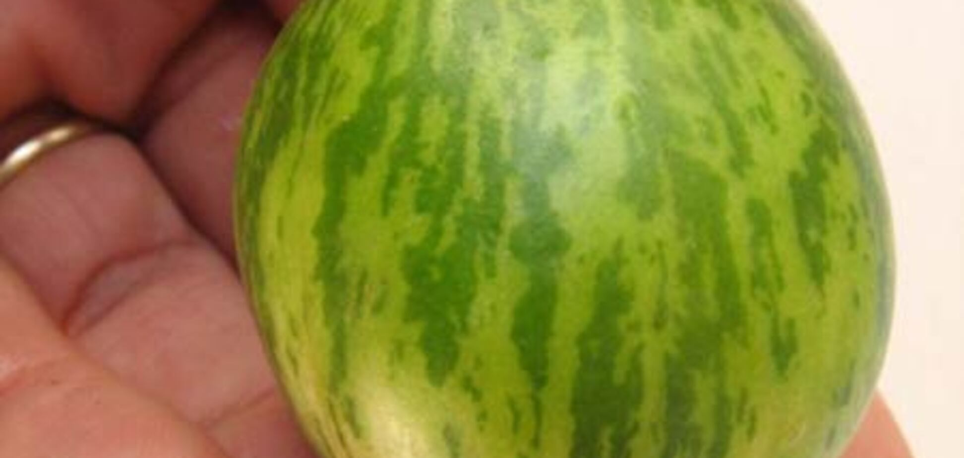 Кроха арбуз