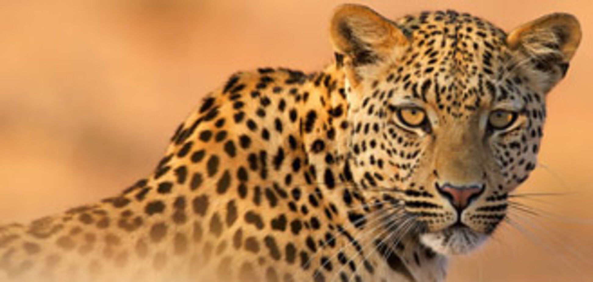 Победители конкурса Wildlife Photographer 2009 (ФОТО)