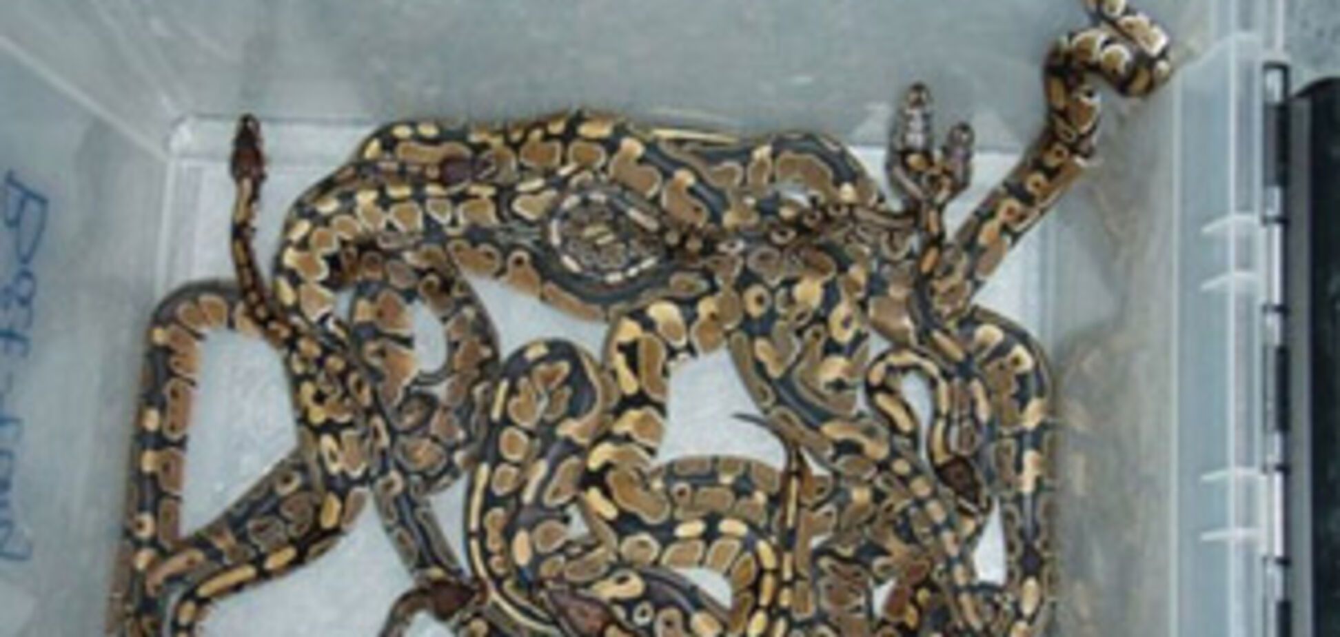 Контрабандист намагався провезти в шкарпетках пітонів