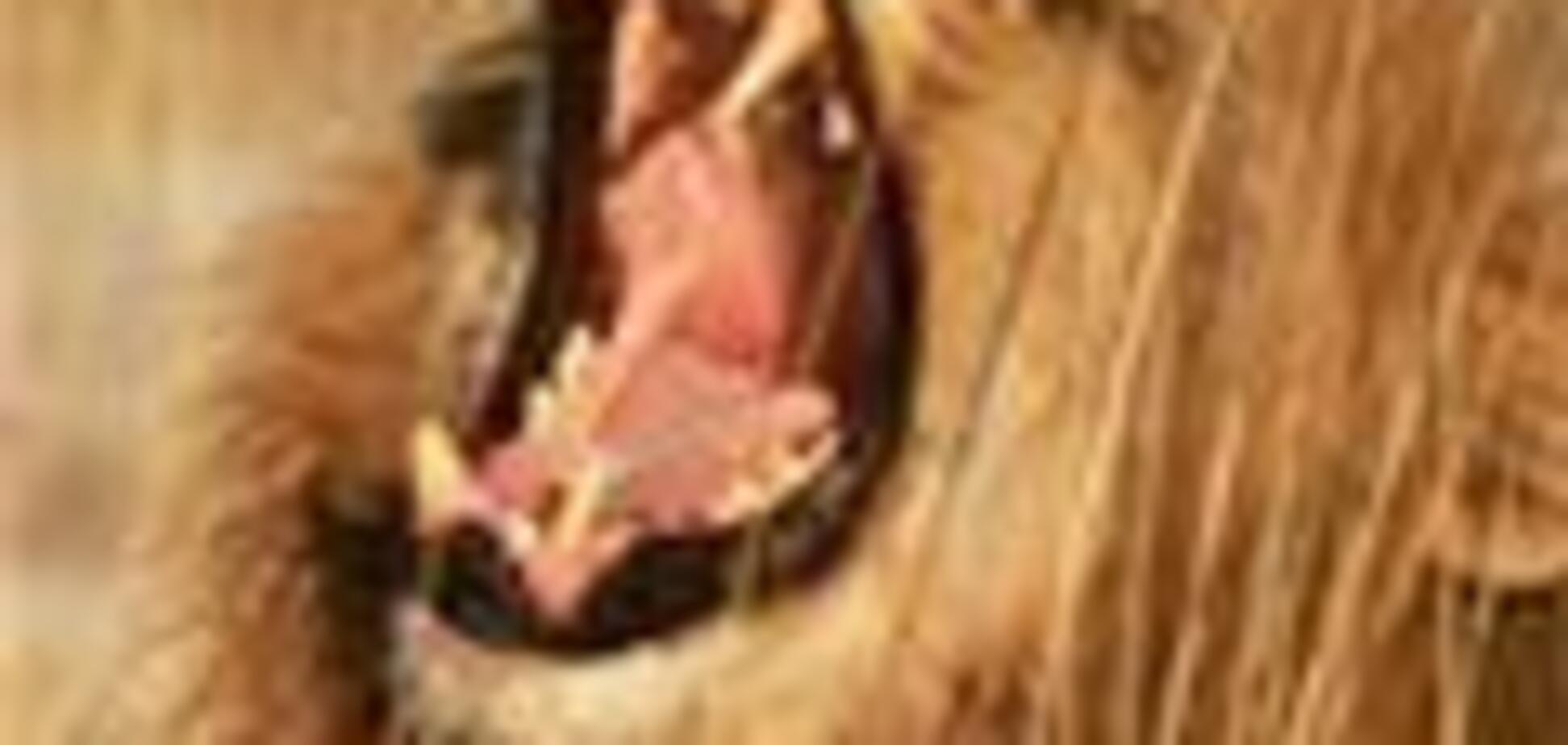 У цирка угнали автобус с голодным львом