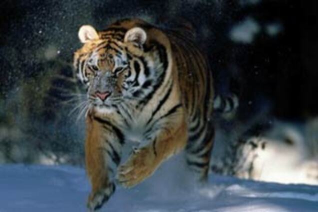 Гороскоп-2010. Приготовься встречать Тигра