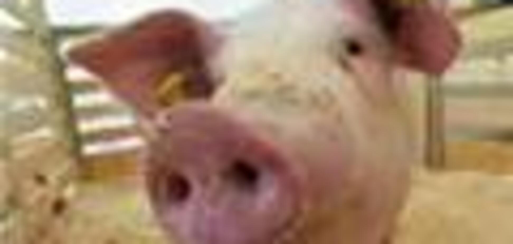 В России арестованы двадцать свиней