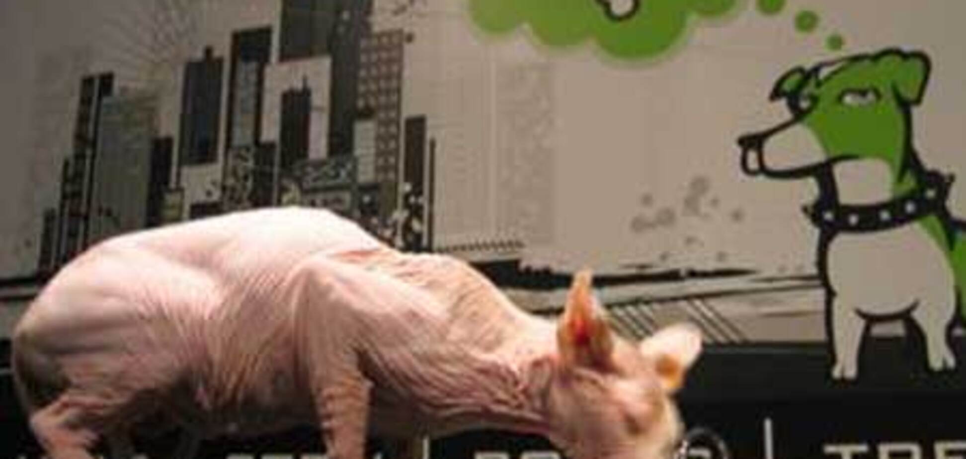 Открылись суши-бары для домашних животных