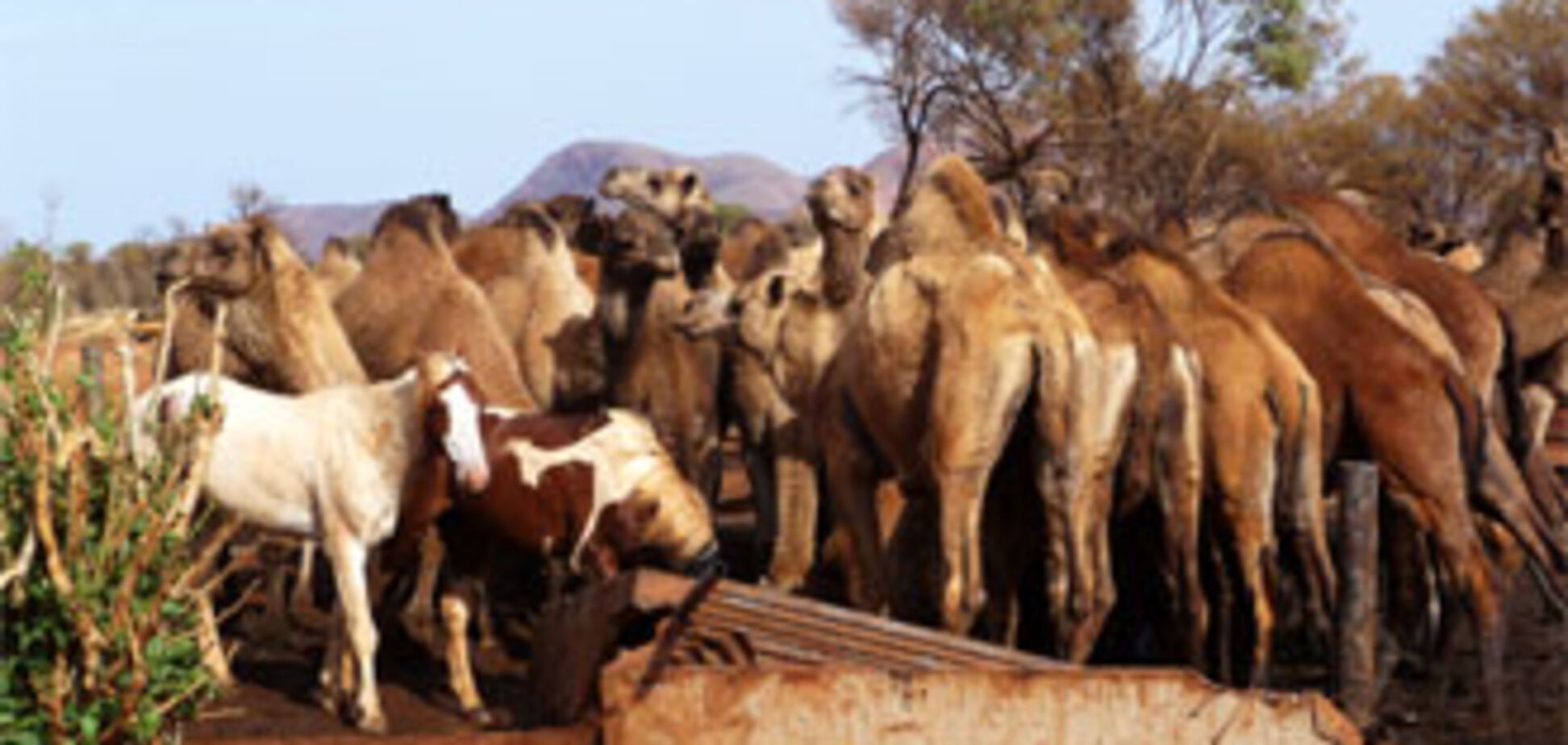 Австралия воюет с верблюдами-захватчиками (ФОТО)