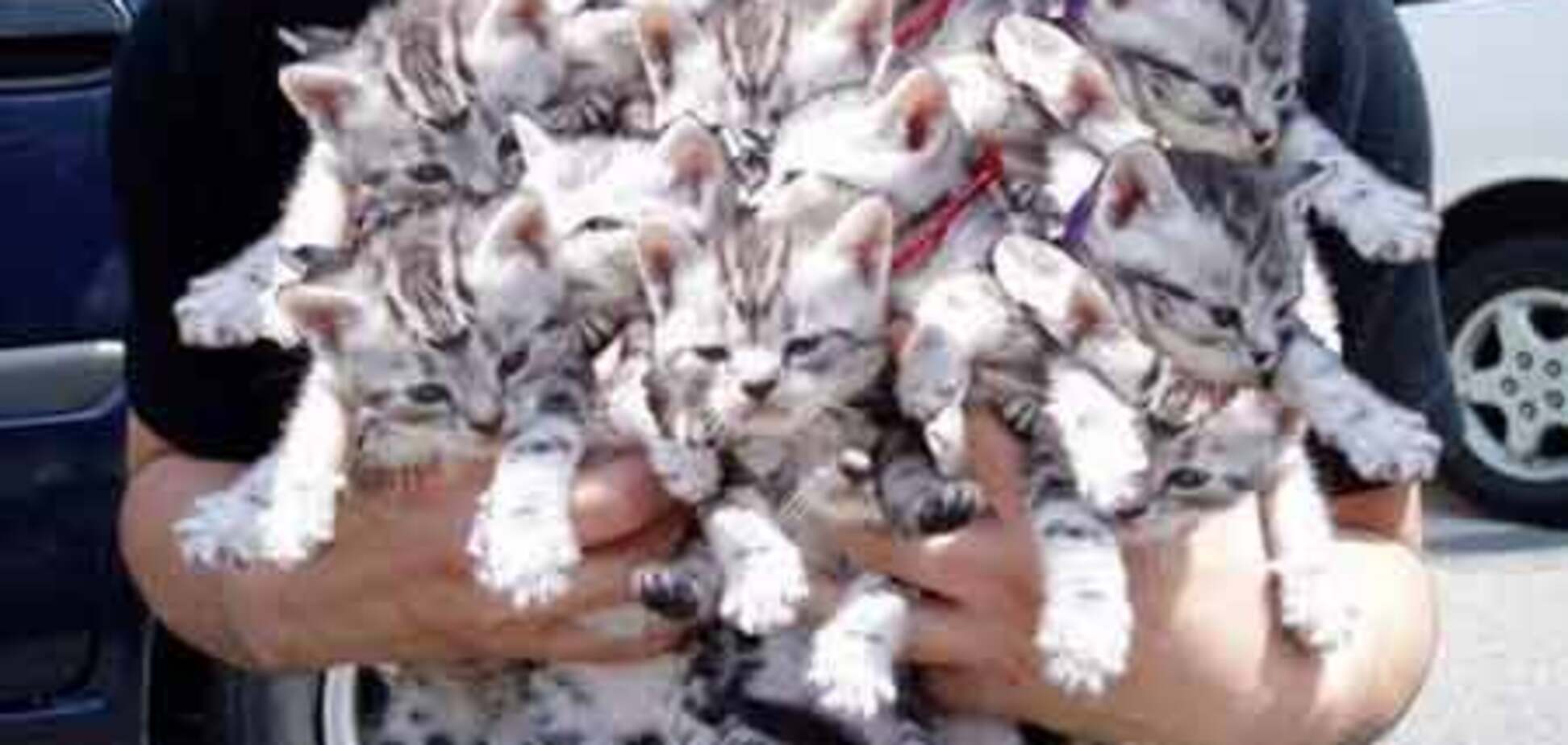 У китайских ресторанов отобрали 800 котов