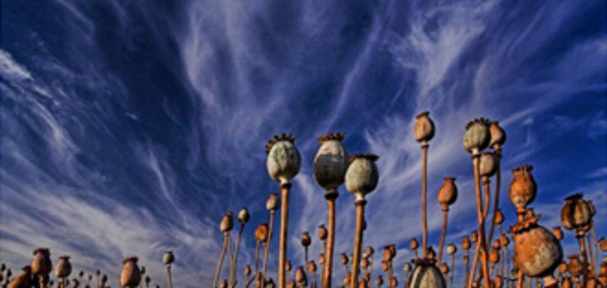 Милиция уничтожила 826 тонн мака и конопли