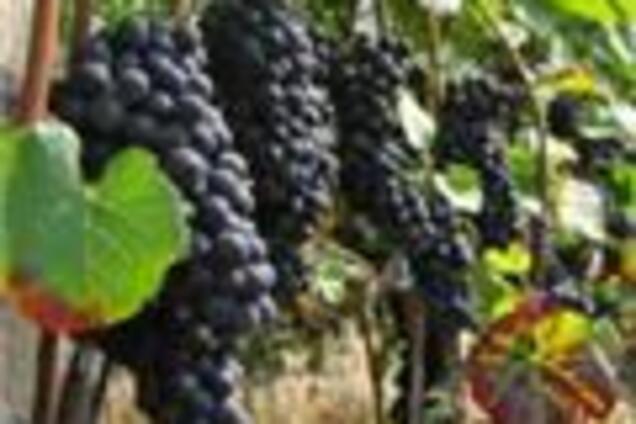 Мінімальні ціни на вино вбережуть українців від 'шмурдяка'