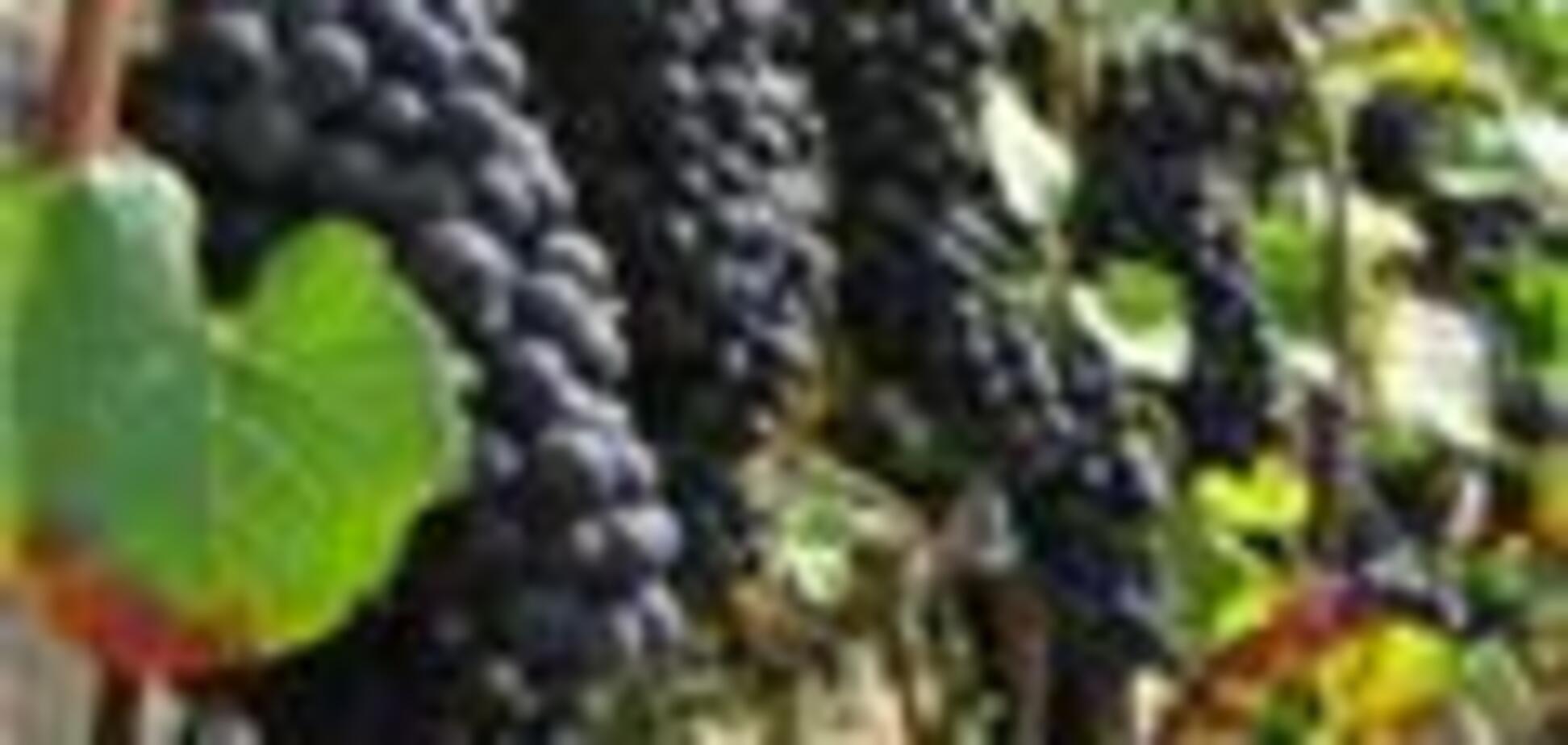 Мінімальні ціни на вино вбережуть українців від 'шмурдяка'