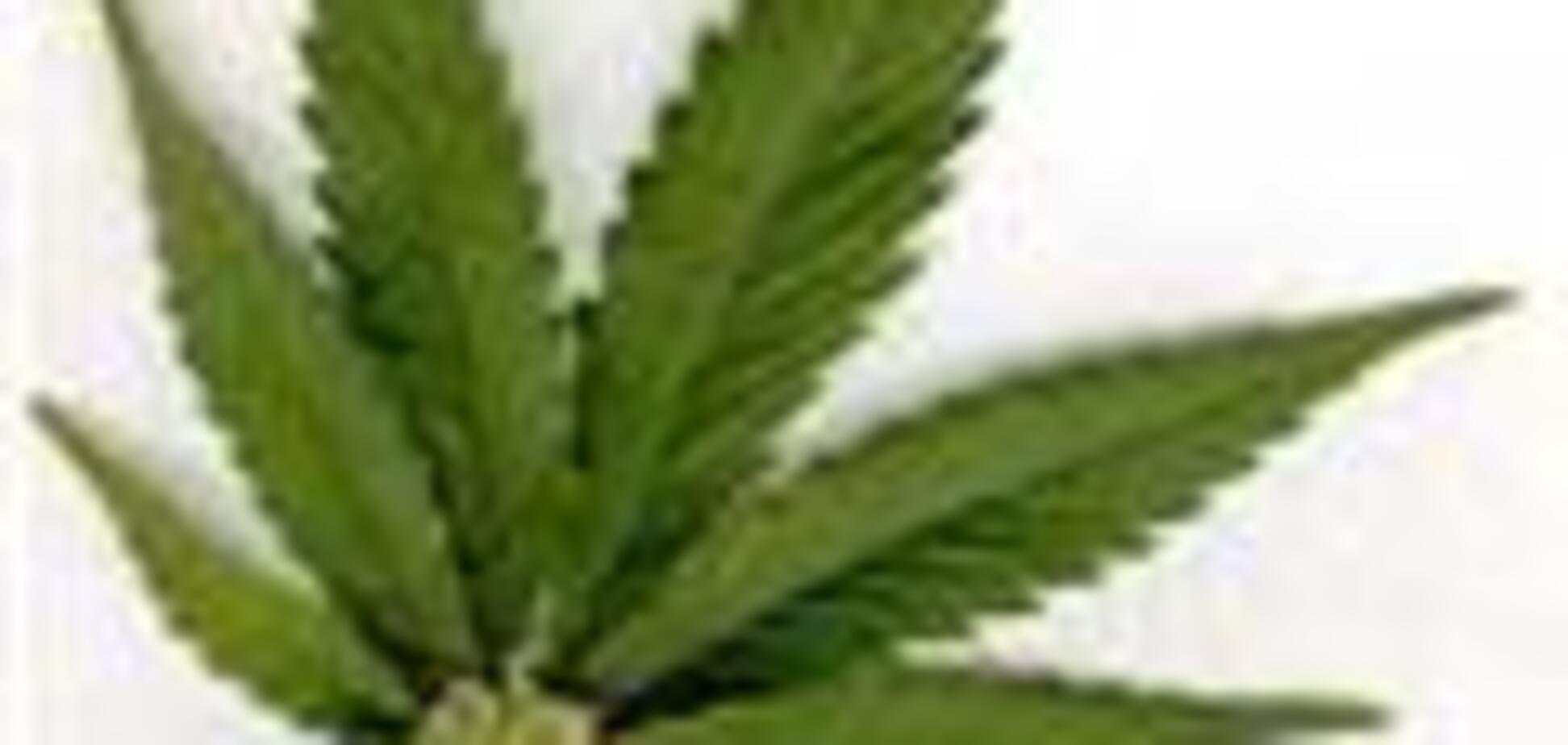 Конфисковано две тонны марихуаны