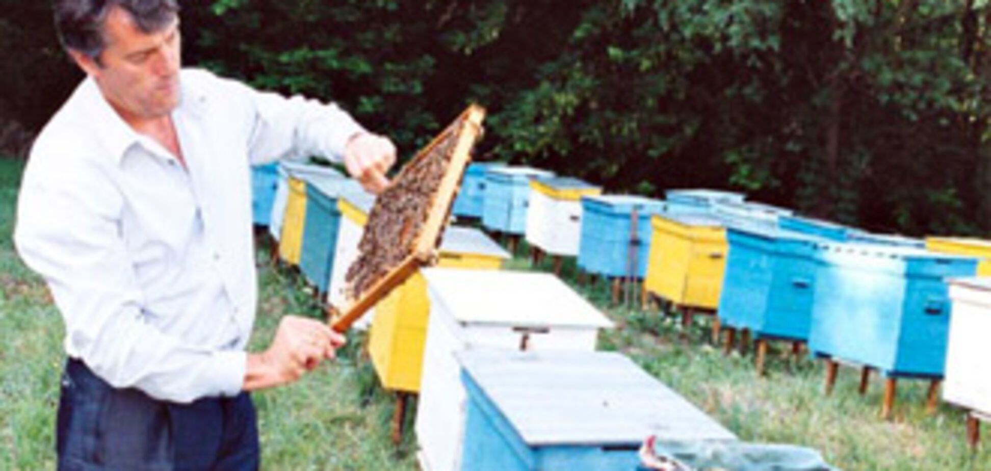 Луценко сваливает ответственность на пчел Ющенко