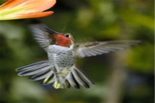 Японцы создали робота-колибри