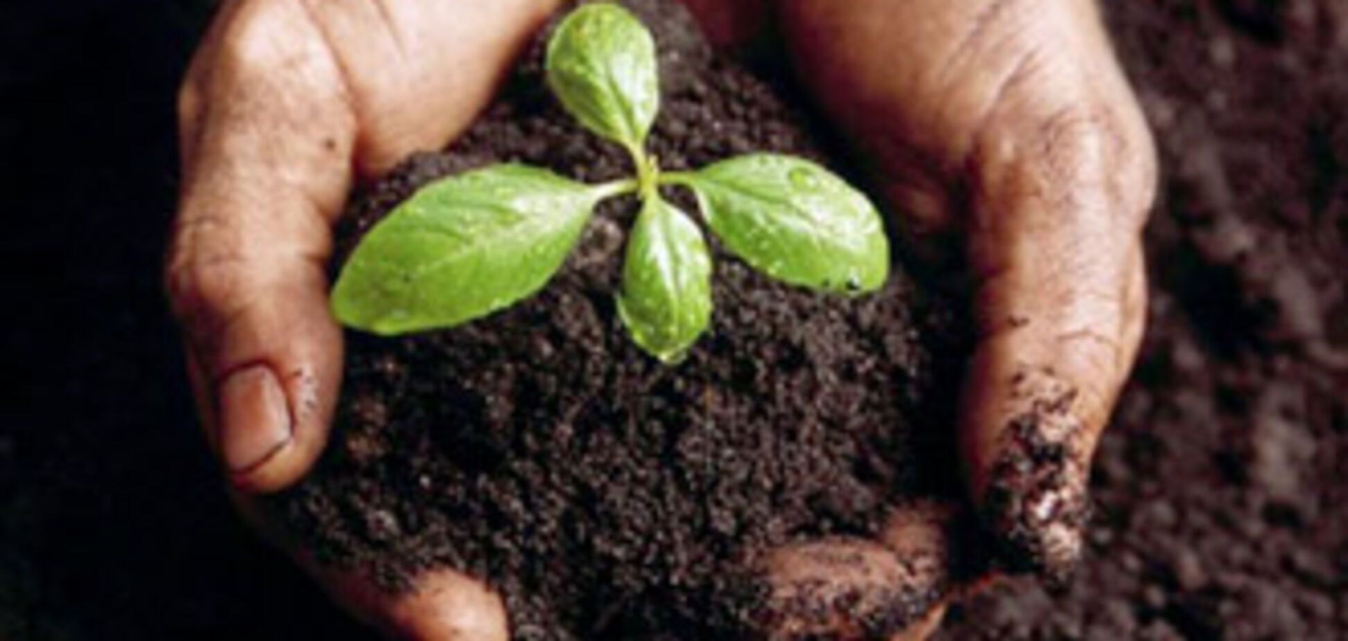 Ющенко ветировал закон, запрещающий на продажу земли