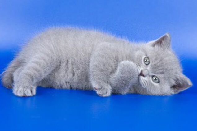 Котенок Ющенко жив и здоров